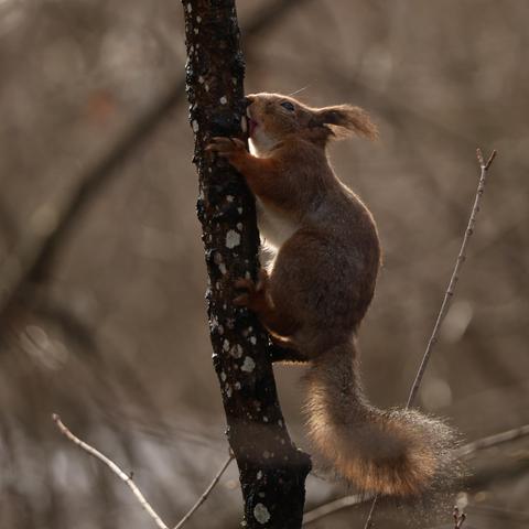 A photo of a red squirrel licking sap off the trunk of a Norway maple.
