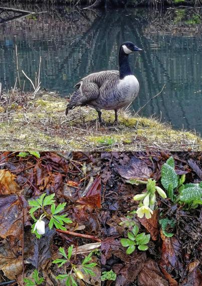 Fotocollage: Kanadagans (oben), Buschwindröschen (unten links) und die Hohe Schlüsselblume (unten rechts)