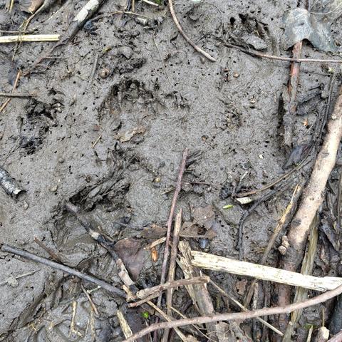 Three distinct badger footprints in soft mud with twigs in the lower half of the picture.
