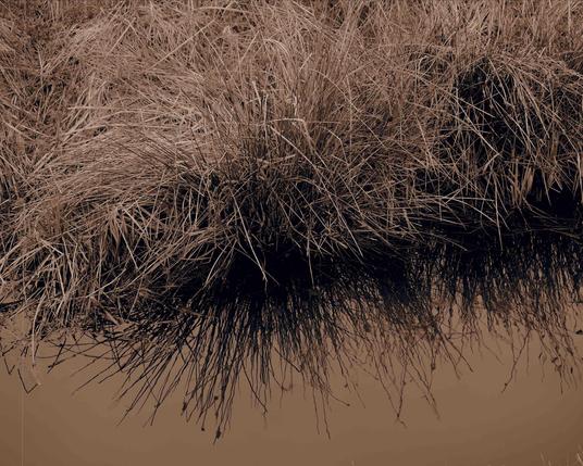 The image shows a patch of tall grass near a body of water. The grass is dense and has a reflection in the water below. The photo has a sepia tone, giving it a warm and vintage appearance.