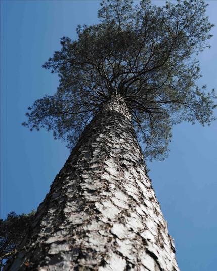 This image shows a tall tree viewed from the base looking upwards. The tree has a textured bark and a canopy of branches and leaves at the top. The background is a clear blue sky.