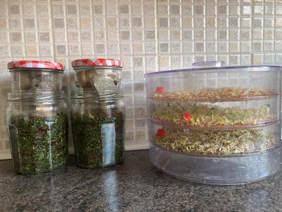 Two glass jars are full of a mixture of chopped nettles and unrefined brown sugar. Smaller jars weighed with stones fit inside the jars and are pressing the material down. As the material ferments it will be submerged in the liquid. The concentrated liquid is nettle fermented plant juice to be diluted for use as a plant feed. Next to the jars is a circular three tiered perspex seed sprouter containing cress, radish and alfalfa in each tier. Water is added daily which is filtered through each tier into a bottom tray and then discarded. The seed sprouts are starting to grow. In a few days they will be fresh cut additions to salad.