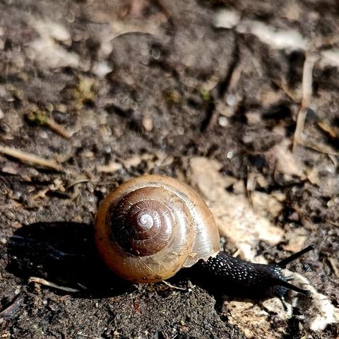 seitenansicht einer schnecke mit schwarz feucht glänzendem körper samt stielaugenfühlern und beigem schneckenhaus mehr oder weniger ohne flecken. sie kriecht über erdigen boden auf dem im hintergrund unscharf detritus zu sehen ist, also zerfallendes pflanzenmaterial.