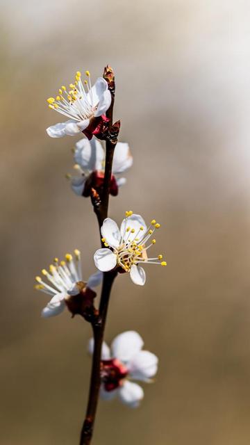 Hochformat, schmal. Zweig einer Aprikose mit Blüten, close up. Hintergrund brauchgemauschelt.