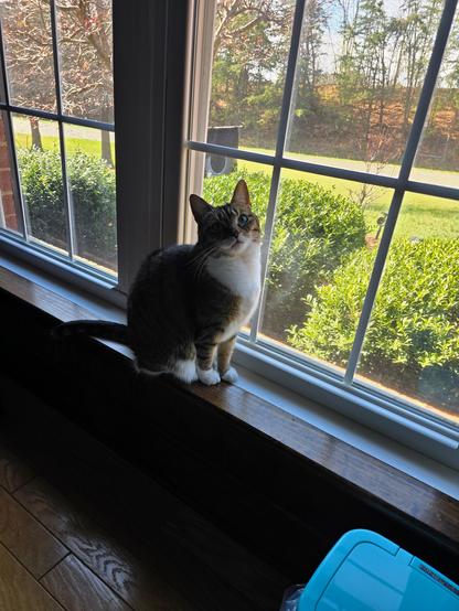 Pearl the tabby cat in the south window this morning, waiting for the sunbeam to come inside.