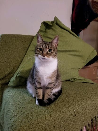 Tabby cat Pearll waiting patiently for a head pat.