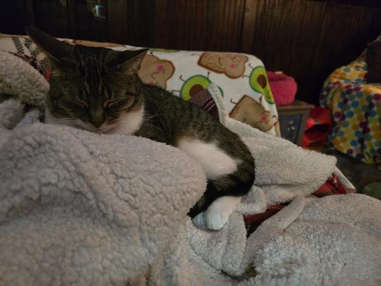 Tabby cat zonked out on her avocado toast blanket