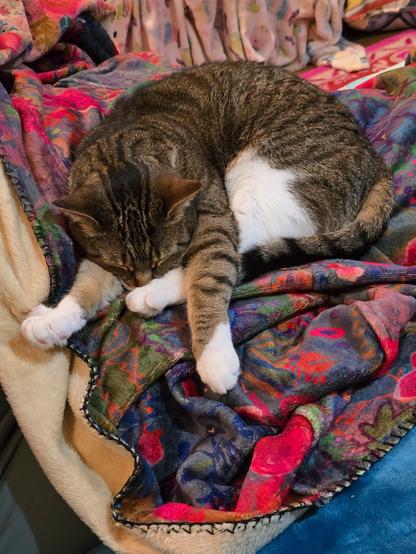 Tabby cat, fully tuckered out after a morning of running around