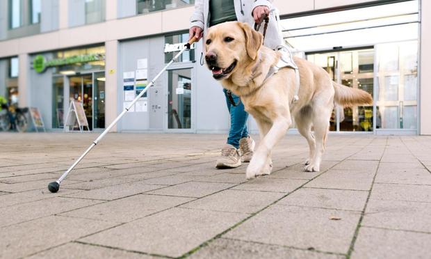 Una imagen de archivo de un perro guía (Annette Birkenfeld vía Getty Images)