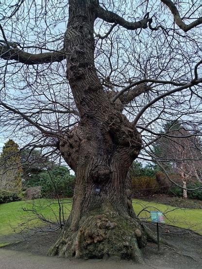 A large, old tree with a thick and gnarly trunk, bare branches.