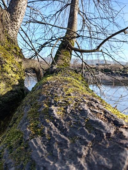 View along the trunk of a tree growing horizontally, looking out over a river.
