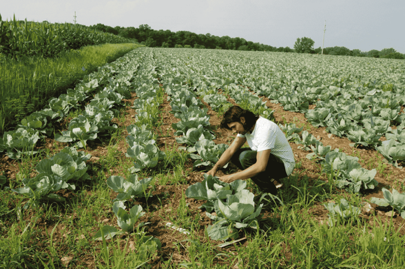 A man kneeling in a farm field looking at cabbage plants.