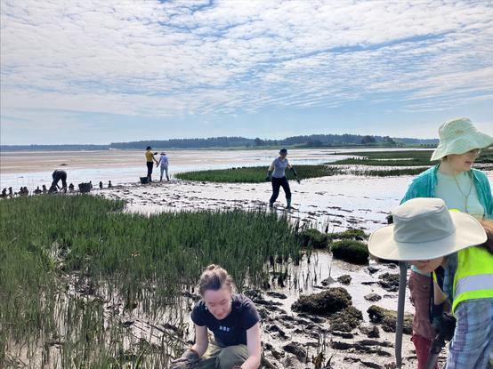 muddy people on a muddy saltmarsh planting the gaps between previous saltmarsh restoration areas. They all look happy and busy.