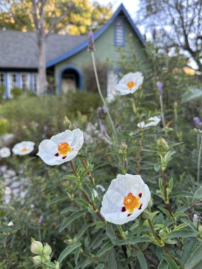 White Rockroses with a storybook house in background