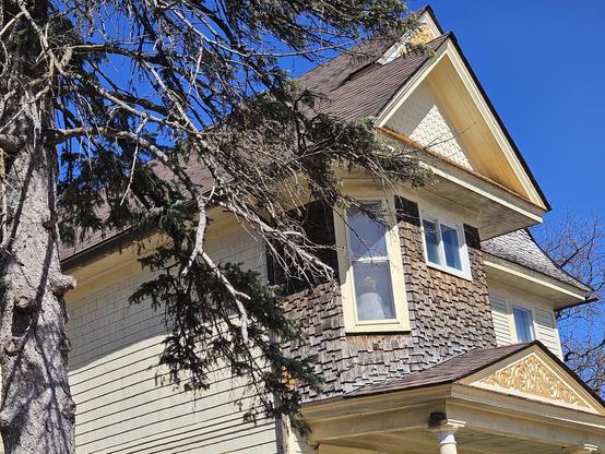 A stuffed animal rooster, The Warner Brothers cartoon character Foghorn Leghorn, looks out of the 2nd story window of a yellow house,  a tree and it's branches in the foreground,  beneath a blue sky.