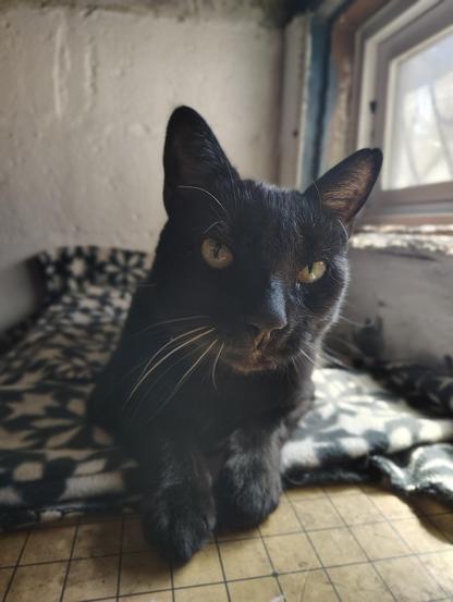 Black cat (Knight) laying on a black & white blanket over-top of a GO board by a basement window looking contentedly into the camera.