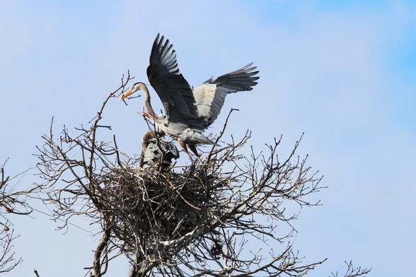 A great blue heron landing in a nest with another twig in its beak. A second heron is behind the landing heron. The nest consists of bare branches in the bare branches of a treetop.