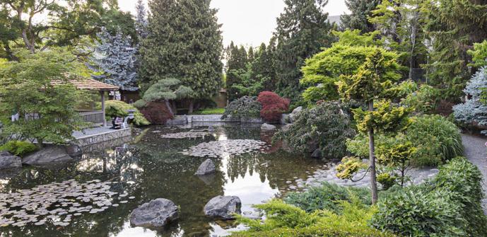 A pond surrounded by gardens, with small and larger trees and bushes in different colours from pale green through darker green to red leaved. There are lily leaves in the pond as well as some rocks.