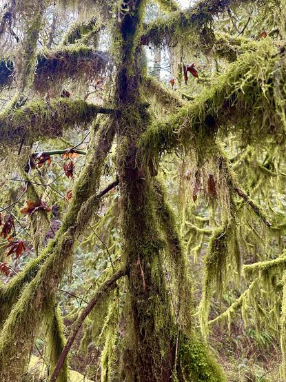Many branches of a vine maple, curving in random directions, all thickly covered and draped in long hanging moss.