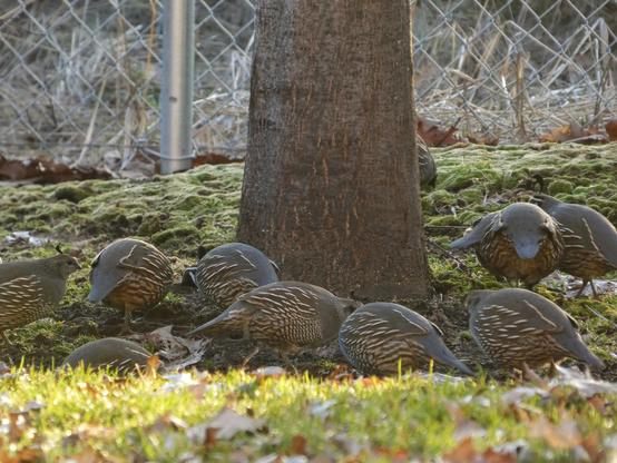 Photo of a patch of sunny grass edging a mound of moss and woodsy detritus out of which the trunk of a relatively young but mighty oak tree grows. Gathered around the foot of the oak are about ten plump, brown and grey orbs marked with dozens of thin, cream-colored crescents and quill-like lines like tailors' markings. Some of the orbs show off sweet faces with little punctuation-like pull tabs of feathery plume curling up from their foreheads. These orbs are a little bevy of California quail.