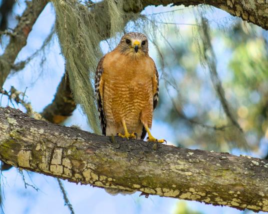 A hawk sitting on a branch in Golden Gate Park