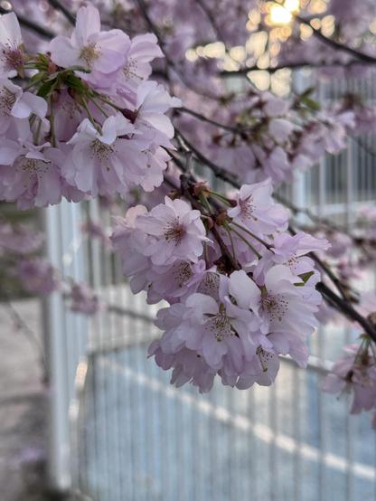 A blossoming sakura displaying its beautiful and delicate light pink flowers