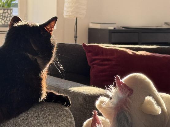 My black cat facing the sun next to unicorn slippers