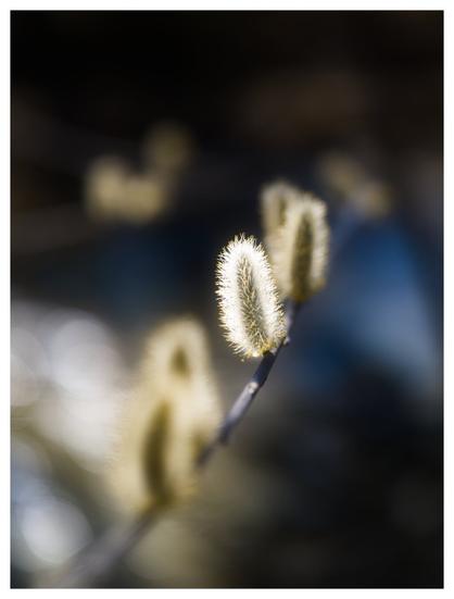 A close-up shot captures a cluster of soft, fuzzy willow catkins emerging on a slender, dark twig. The catkins are illuminated by a soft light, highlighting their delicate, hair-like structures and pale yellow tips. The background is softly blurred, suggesting other out-of-focus catkins and a dark, indistinct backdrop, possibly indicating early spring.