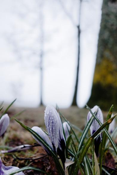 Closeup of two spring flowers after a rainfall.