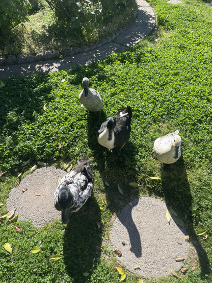 Four ducks, (one is grey, one is black with a white chest, one is white with brown spots, and one is salt & pepper black and white), on a lush green patch of clover.