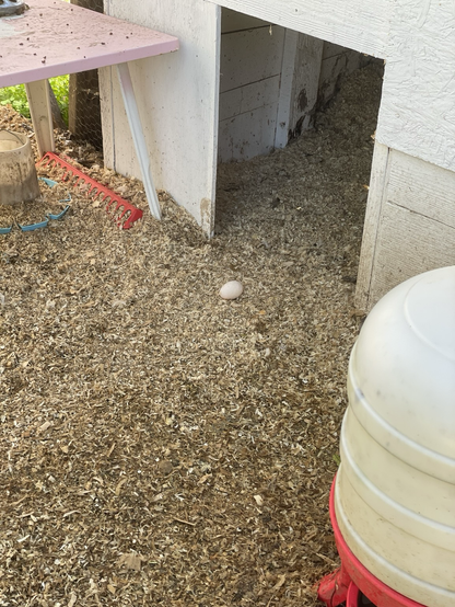 An animal pen with wood shavings on the ground and random egg in front of the entrance to the coop