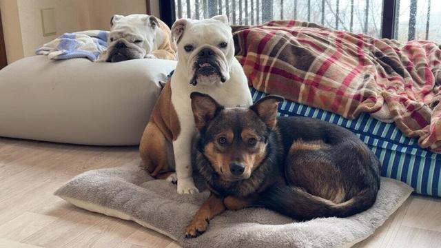 隅っこ暮らし卒業から10日経過…保護犬がこんなにも活き✖２と生活できるようになりました！