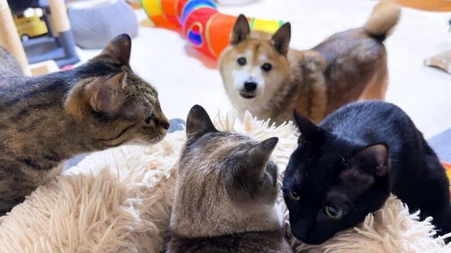 病気だった子ども猫をずーっと心配し続ける柴犬パパ