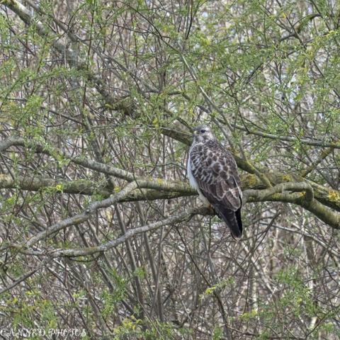 Common Buzzard perched on a branch, surrounded by dense, leafless tree branches in a wooded area.