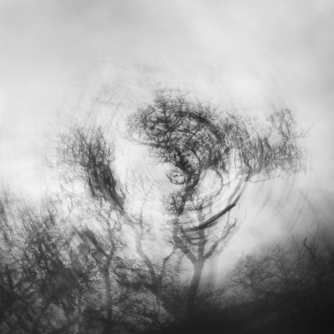 Mono intentional camera movement image of trees on Dartmoor