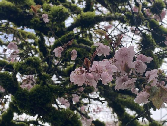 Water droplets adorn a pink cherry blossom; in the background, mossy green tree branches blot out the overcast sky