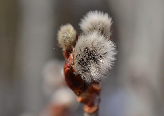 Overcast day, subtle light. Fuzzy silvery grey catkins beginning to emerge brush-like from their sticky red brown bud casings. Similar to pussywillows but with longer hairs (and they will stretch out *much* more as they emerge fully). Several catkins cluster at the tip of an upright twig, a couple more blurred in the background. Farther back light coloured aspen trunks form a blurred vertical abstract pattern with the shadowed areas between.