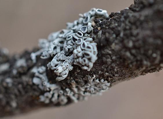 A tiny and complex bit of silver-grey lichen composed of many tiny birds-nest shapes and some longer flat pieces with tinier dots that will presumably grow into more of those tiny bowls. The surrounding twig, smaller than finger diameter, is dark and bumpy, mostly blurred- bark texture and maybe another dark lichen?