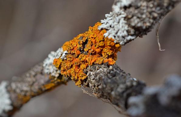 A T-shaped branch intersection (no more than finger diameter, probably less) with the arms of the T starting from lower left angling to upper right, the upright of the T angling to lower right. Just at the centre of the intersection, the twig is wrapped in a golden orange fine textured lichen.It is composed of flatter bits underneath and roundish tiny mounds on top-- kind of like little piles of red letils cooked till they are starting to fall apart. To each side on the bar of the T are equally tiny bits of silver foliose lichen. Backround is blurred warm grey woodland.