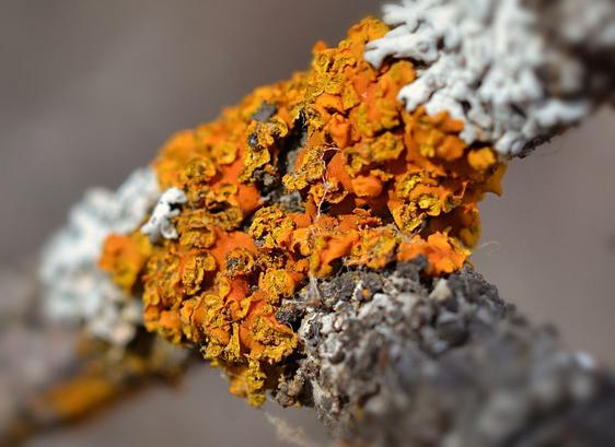A closer view of the orange lichen, showing more of the grainy texture in the centre of each tiny body- probably fruiting structures?
A T-shaped branch intersection (no more than finger diameter, probably less) with the arms of the T starting from lower left angling to upper right, the upright of the T angling to lower right. Just at the centre of the intersection, the twig is wrapped in a golden orange fine textured lichen.It is composed of flatter bits underneath and roundish tiny mounds on top-- kind of like little piles of red letils cooked till they are starting to fall apart. To each side on the bar of the T are equally tiny bits of silver foliose lichen. Backround is blurred warm grey woodland.