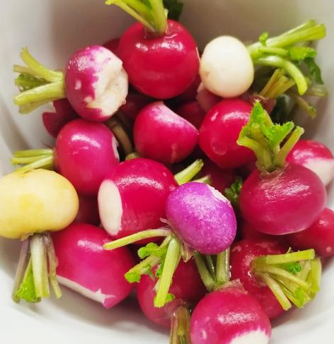 Bol de radis rond du potager