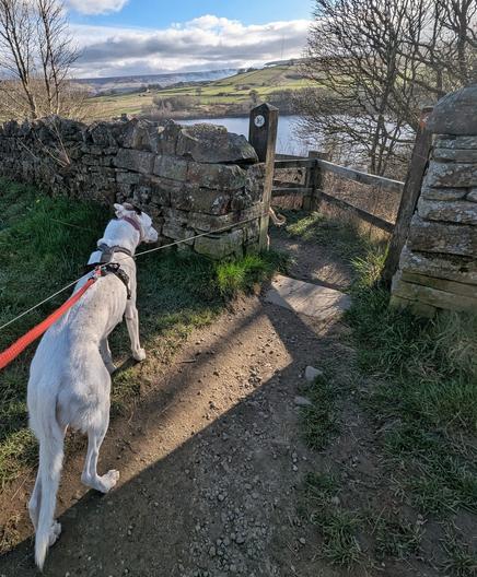 Dog in foreground, gate in a stone wall leading on to view over a reservoir up onto moorland under a bright blue sky with white clouds.  Another dog lead stretches towards the gate where a dog's tail can be seen
