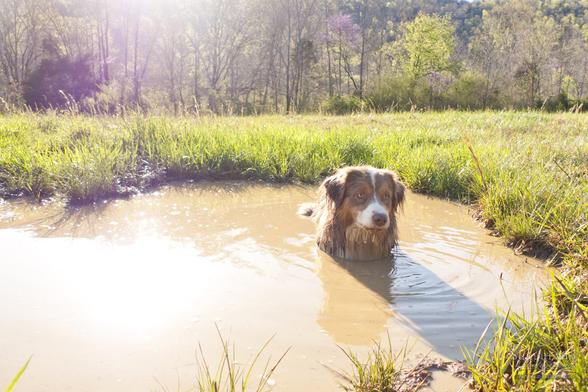 Lens flare from sun in front of the camera top left. Early spring where trees are bright green buds and the purple of the flowering redbuds. A grassy field has a big mud puddle which is the main part of the image...in said mud puddle (it is liquid mud) lays a brown & white australian shepherd looking very pleased and content. The only thing you can see of her is her head, that's how huge the mud puddle is.