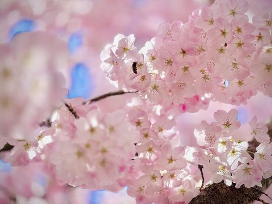 Bright pink cherry blossoms bloom against a vivid blue sky, one of which has a bee buzzing up to it.