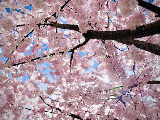 Bright pink cherry blossoms bloom against a vivid blue sky, one of which has a bee buzzing up to it.