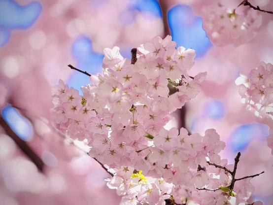 Bright pink cherry blossoms bloom against a vivid blue sky, one of which has a bee buzzing up to it.
