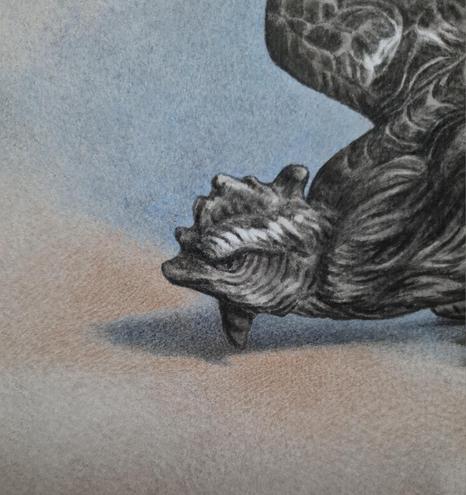 Work in progress : detail of an Indian ink and watercolor drawing, showing the head of a metal rooster trinket. / détail d'un dessin à l'encre de Chine et à l'aquarelle (en cours) montrant la tête d'une figurine de coq en métal.