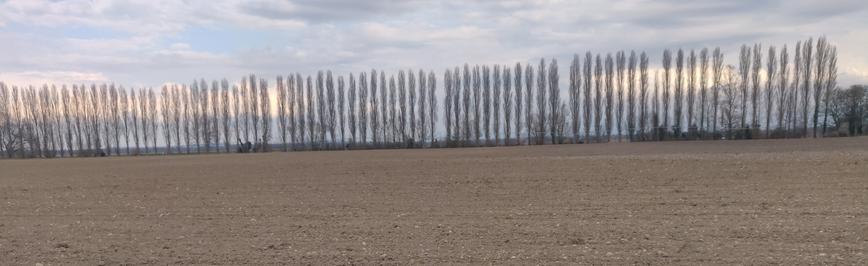 großes braunes Feld und dahinter ein laaaange Pappelreihe