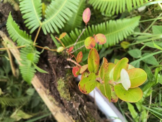 An 'ohi'a lehua seedling growing out of a mossy clump on a rotting 2x4.