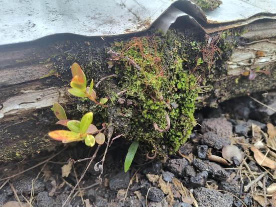 'ohi'a lehua seedlings growing out of a mossy clump on a rotting 2x4. The seedlings are growing on the left of the mossy clump.